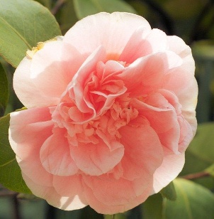 Camelia002k.JPG