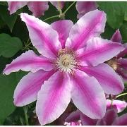 Clematis.jpg