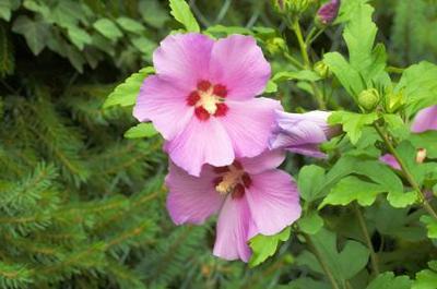 Hibiscus011Ak.jpg