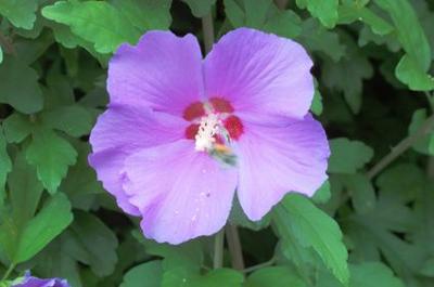 Hibiscus012Ak.jpg