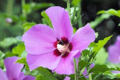 Hibiscus020Ak.jpg