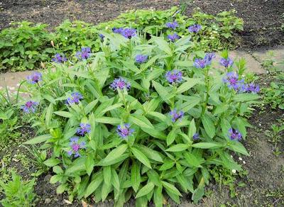 Kornblumen001Ak.jpg