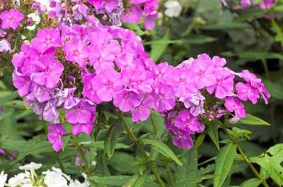 Phlox002Ak.jpg